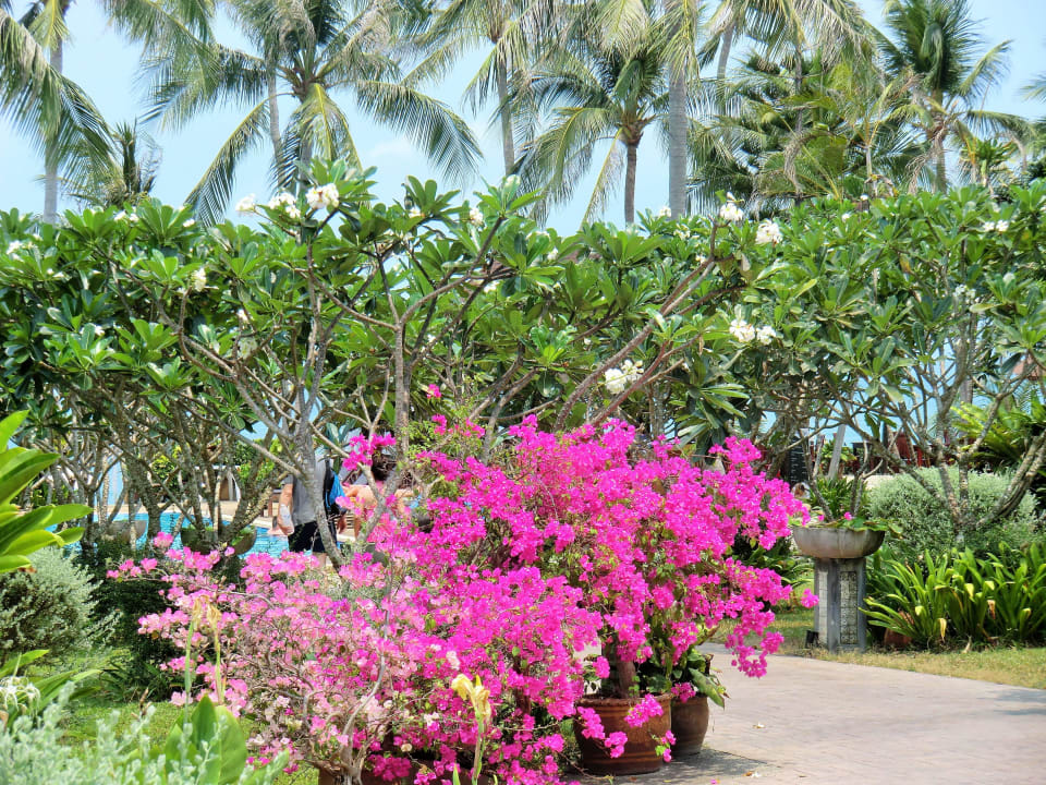 Blick aus Dem Zimmer  Coco Palm Beach Resort