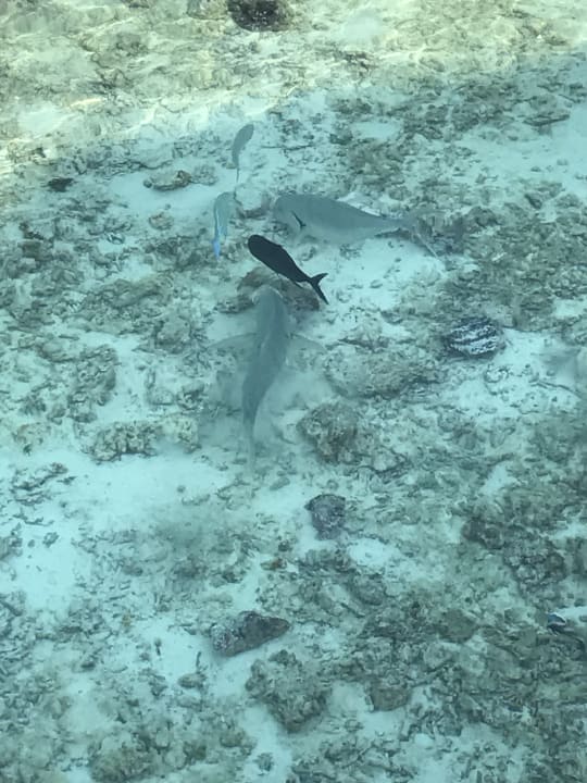 Strand Veligandu Maldives Resort Island