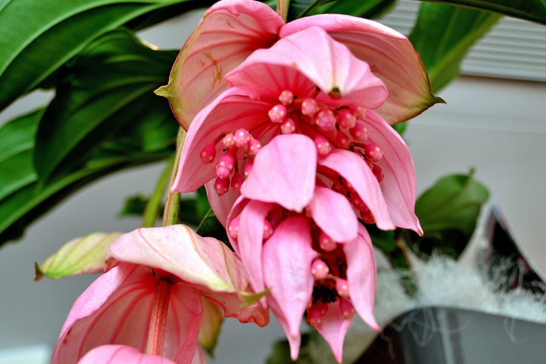 Per chi ama le piante Hotel Rosanna