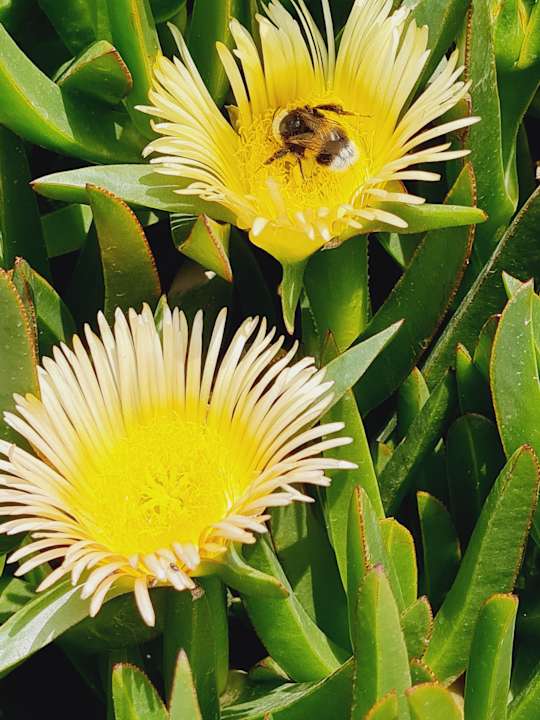 Gartenanlage Bodrum Holiday Resort & Spa