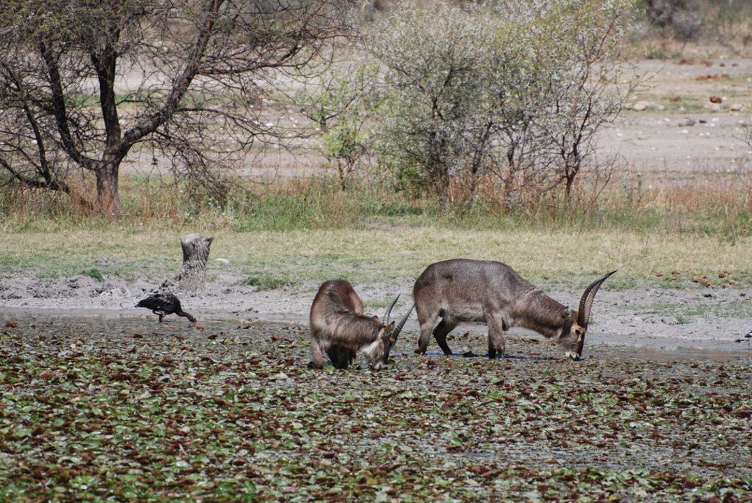 Ausblick zum Wasserloch Hotel Tau Game Lodge