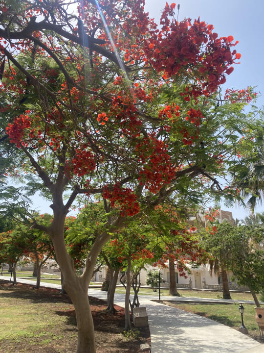 Gartenanlage Brayka Bay Resort