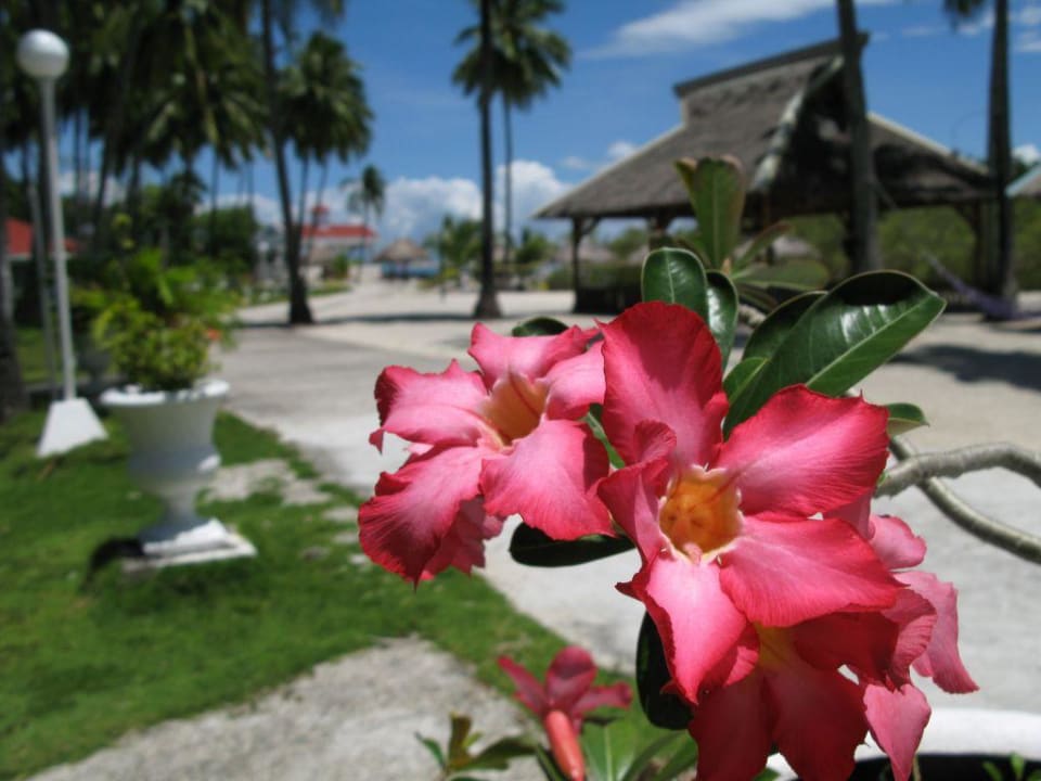 Garten Hotel Whispering Palms Island Resort