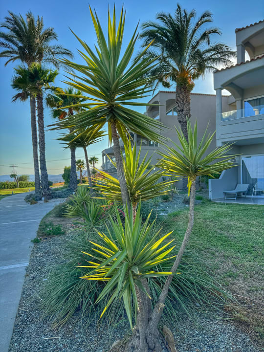 Gartenanlage Rodos Princess Beach Hotel & Spa