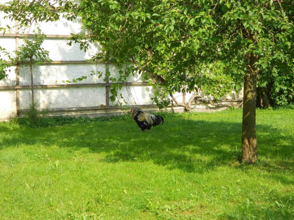 Neugierige Hühner 2012 Pension Salzingerhof