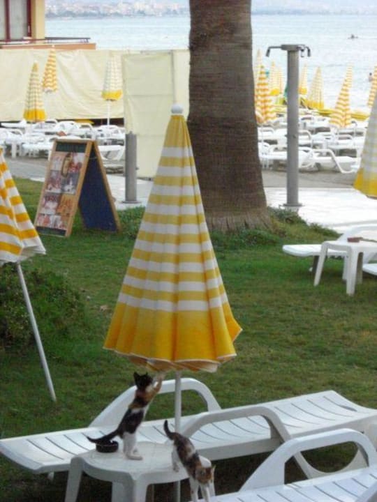 süße Katzen Hotel Panorama