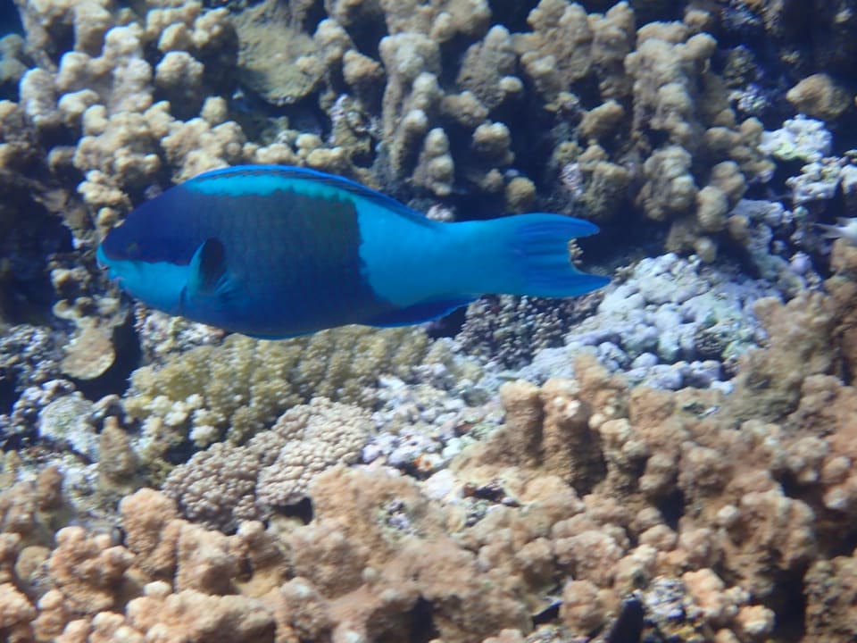 Sonstiges Three Corners Happy Life Beach Resort