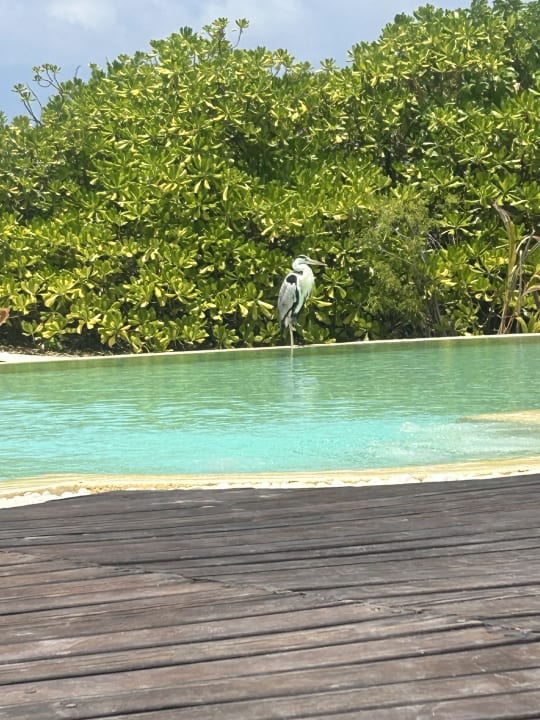 Pool Adaaran Select Meedhupparu Island Resort - Premium All Inclusive