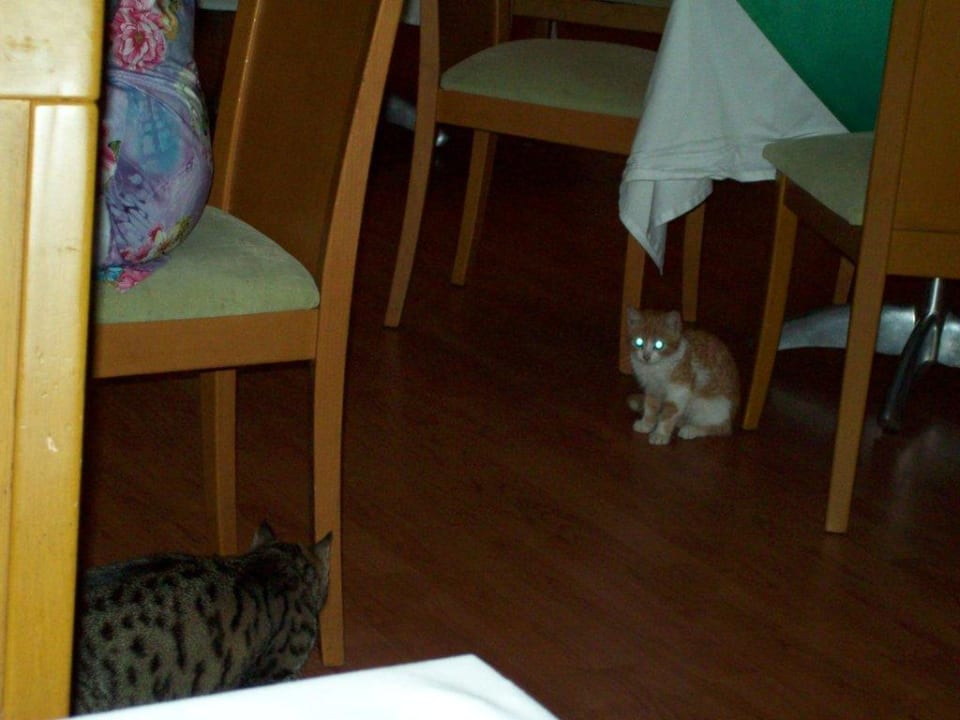 Katzen zum Essen Limak Limra Hotel & Resort
