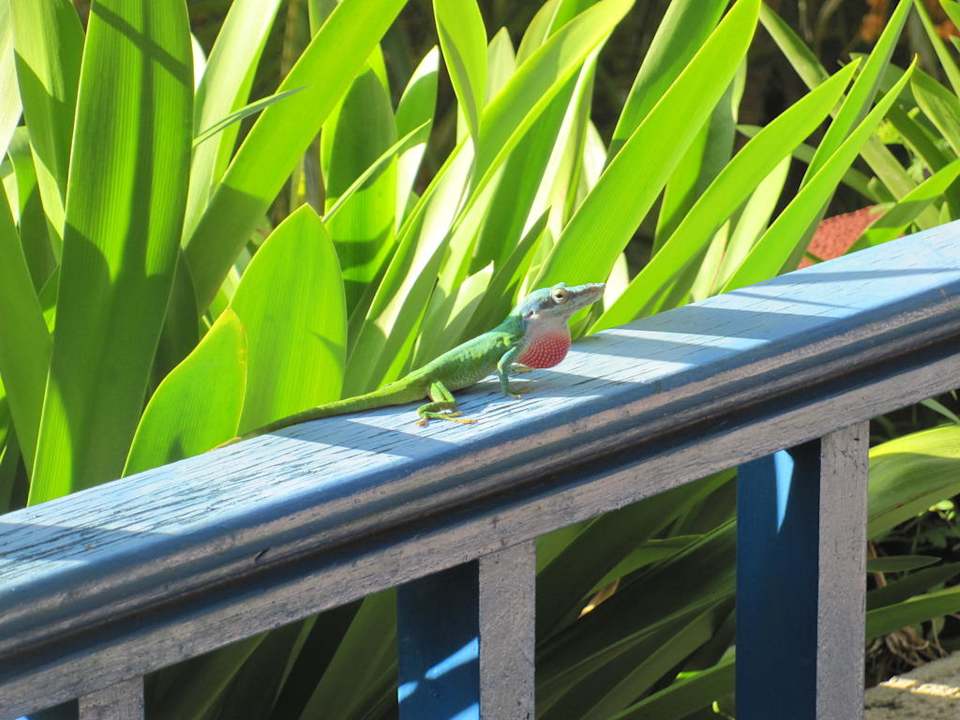 Geko Melia Las Antillas - Adults only