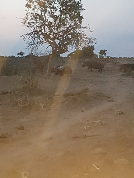 Hippos  Satao Camp