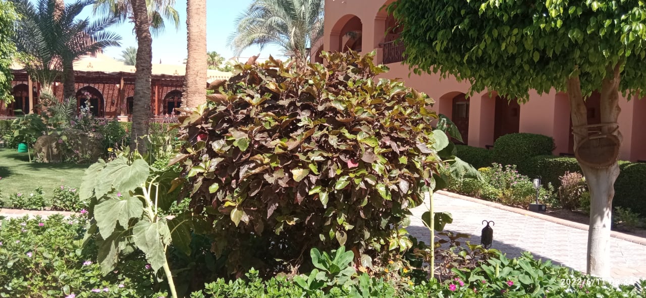 Gartenanlage Jaz Makadi Oasis Resort