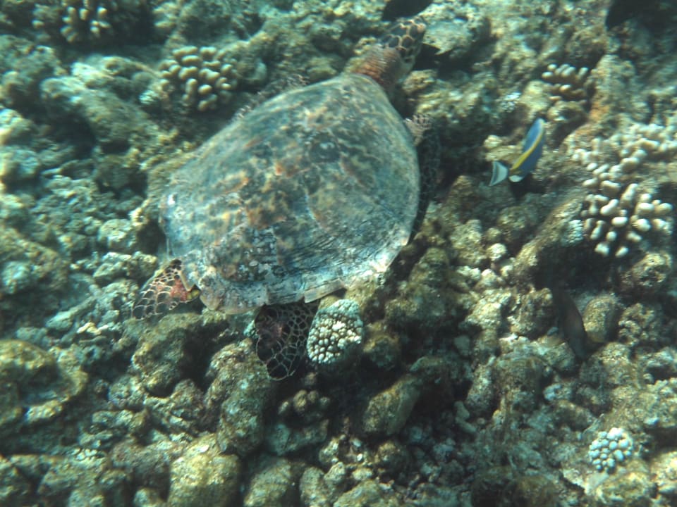 Schildkröte Veligandu Maldives Resort Island