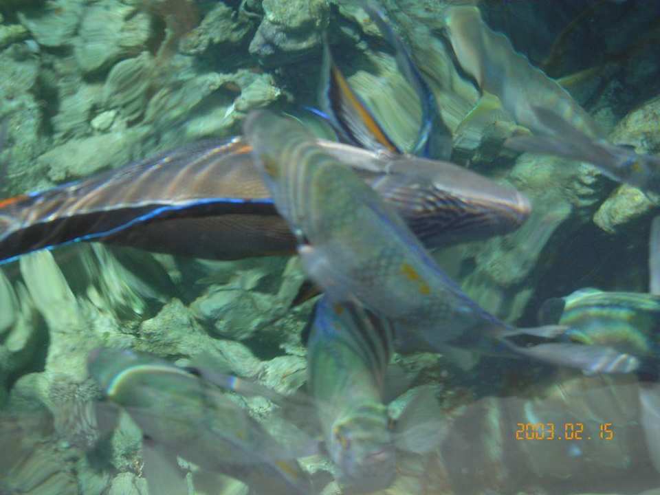 Rafa Sultan Gardens Resort