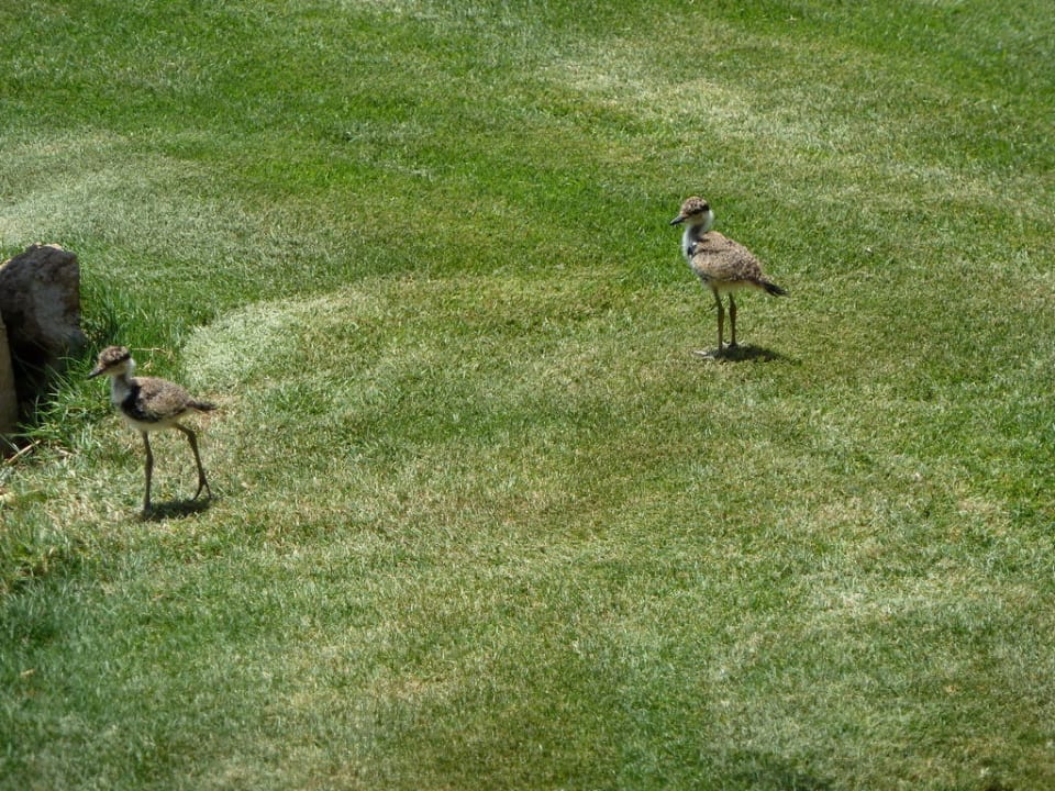 Vögel in der Gartenanlage Brayka Bay Resort