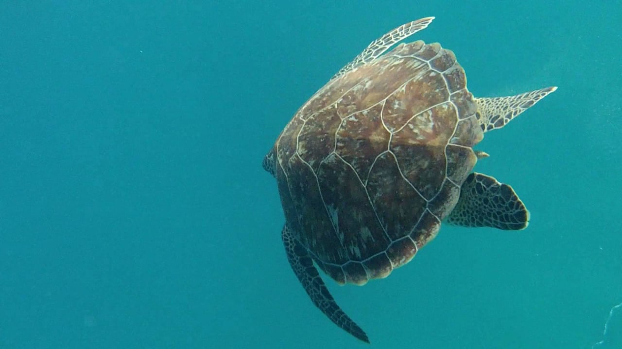 Wasserschildkröte Coral Sun Beach