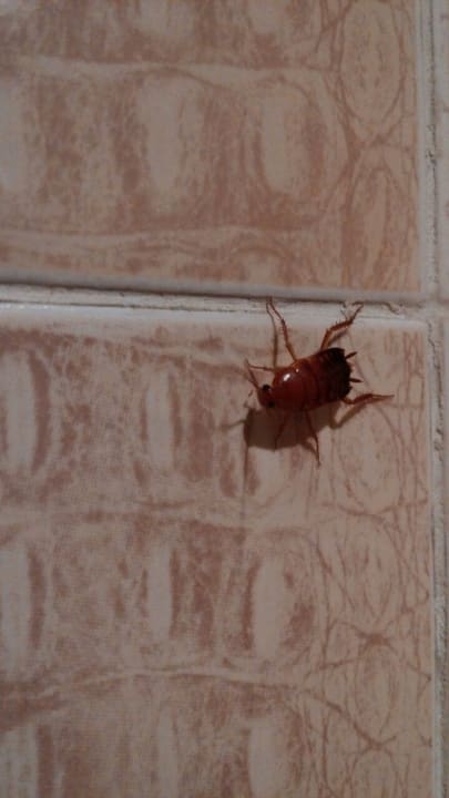 Sonstiges Sentido Caribbean World Soma Bay