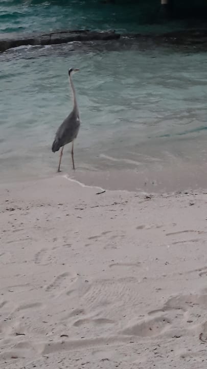 Strand Kuramathi Maldives