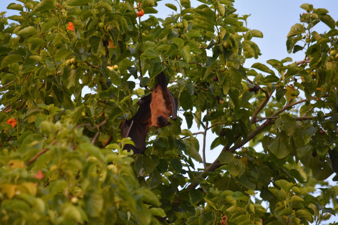 Fledermaus Kuramathi Maldives