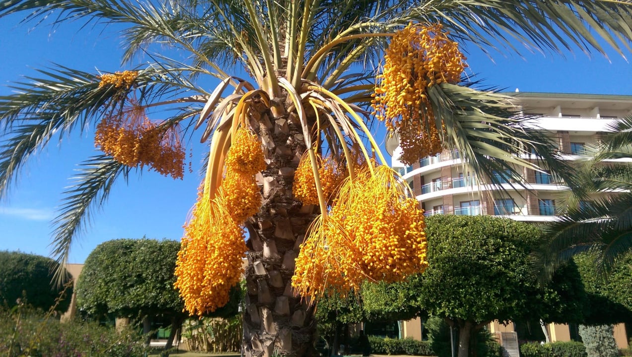 Отель Voyage Belek Golf & Spa