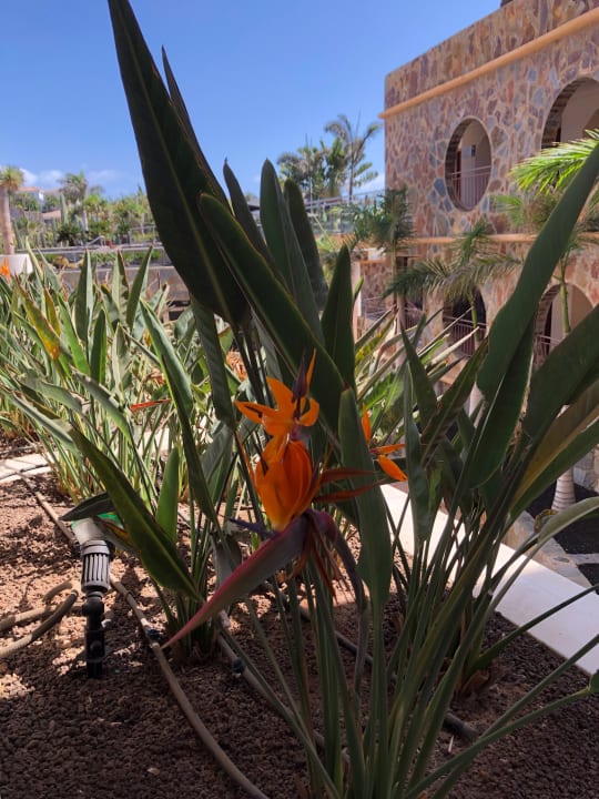 Sonstiges H10 Playa Meloneras Horizons Collection