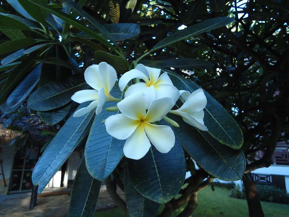 Jasminblüte, duftet super Hotel Southern Palms Beach Resort