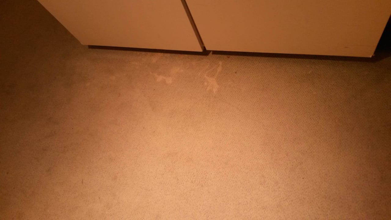 Teppich inkl. Fußpilz The Hague Marriott