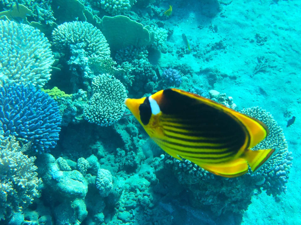 Strand Hotel Gorgonia Beach Resort