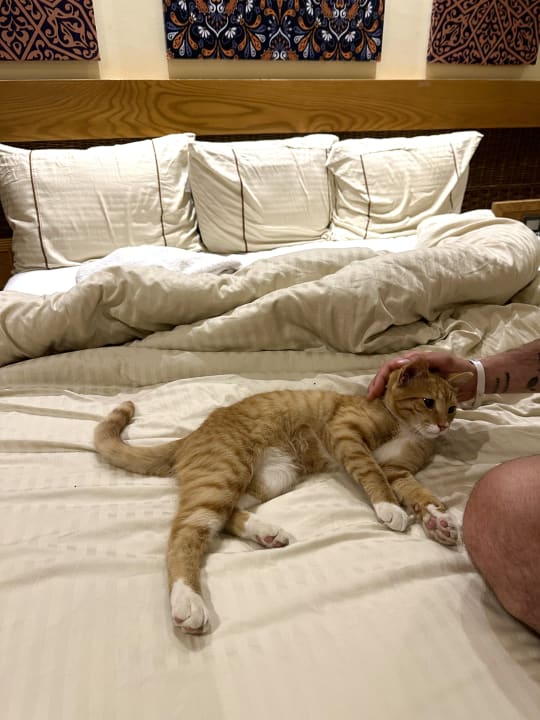 Zimmer The Grand Palace - Adults only