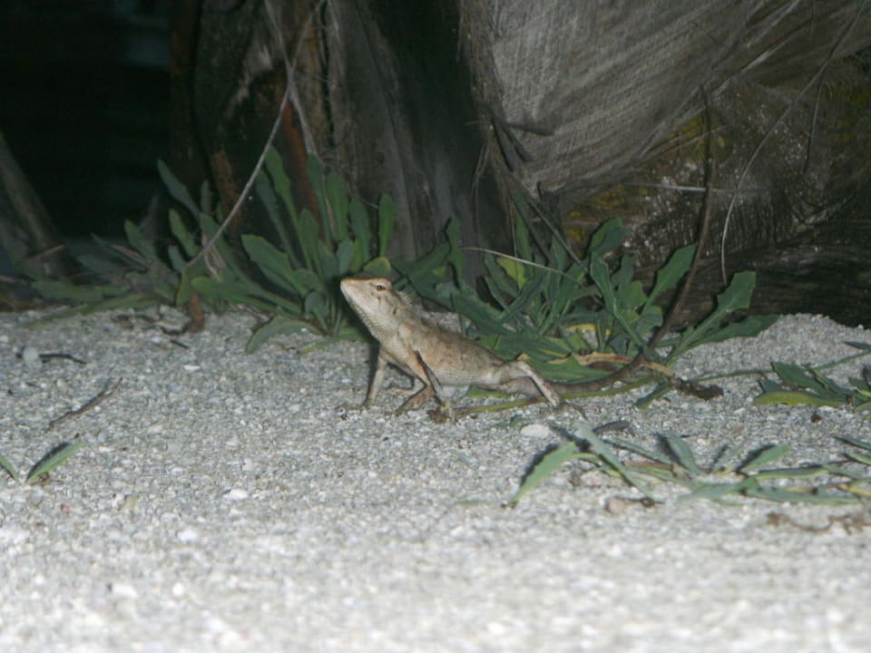 Echse vor dem Zimmer Kuredu Island Resort & Spa