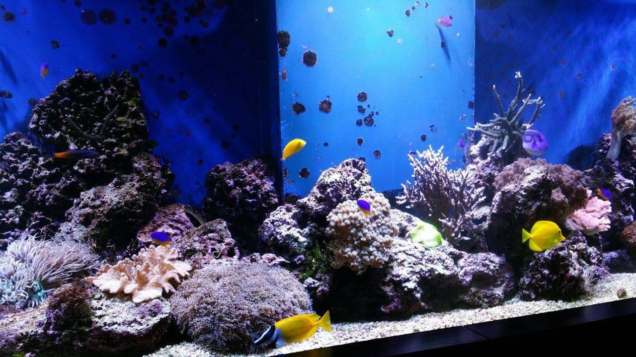 Salzwasseraquarium im Lobbybereich, zauberhaft Hotel Peterhof