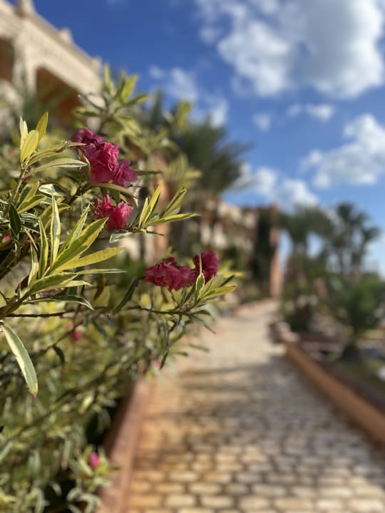 Gartenanlage Vincci Safira Palms