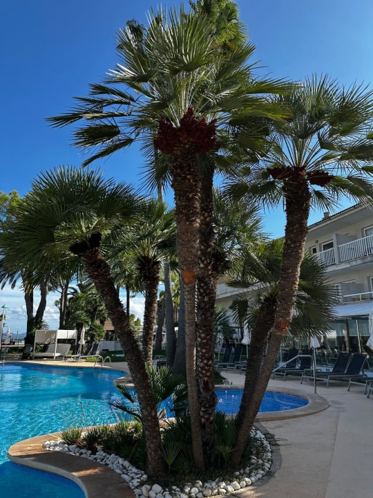 Pool allsun App.-Hotel Orquidea Playa