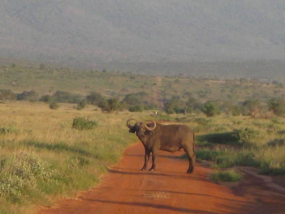 Büffel im Taita-Hills Sanctuary Lions Bluff Safari Camp