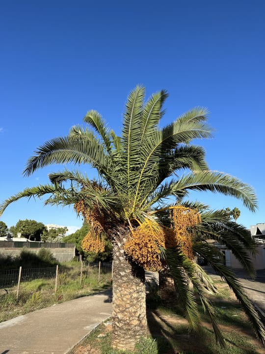 Ausblick Hipotels Hipocampo Palace & Spa