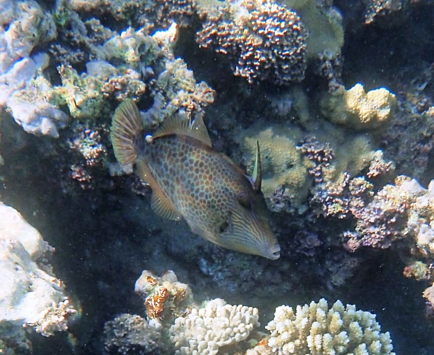 Sport & Freizeit Stella Beach Resort & Spa Makadi Bay