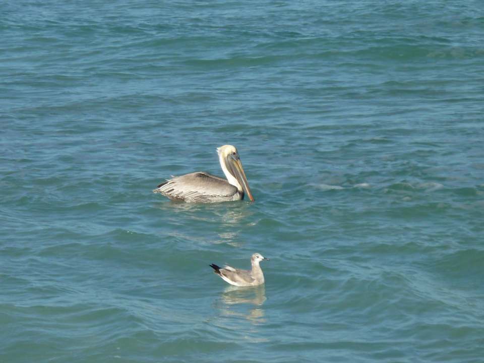 Pelikan Blau varadero - Adults only