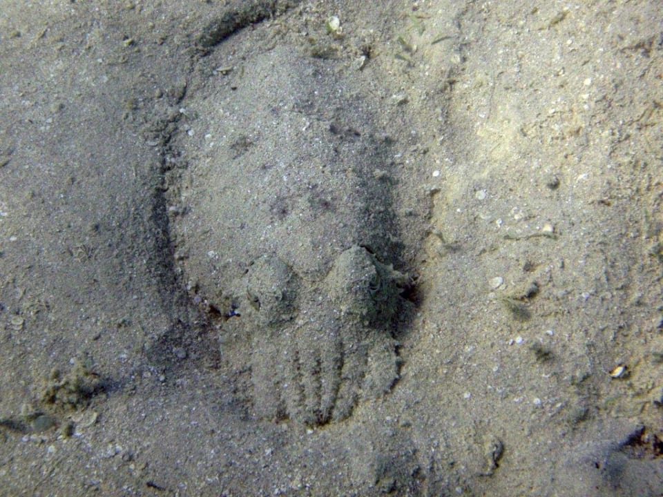 Mich sieht keiner! Hotel Sheraton Soma Bay Resort