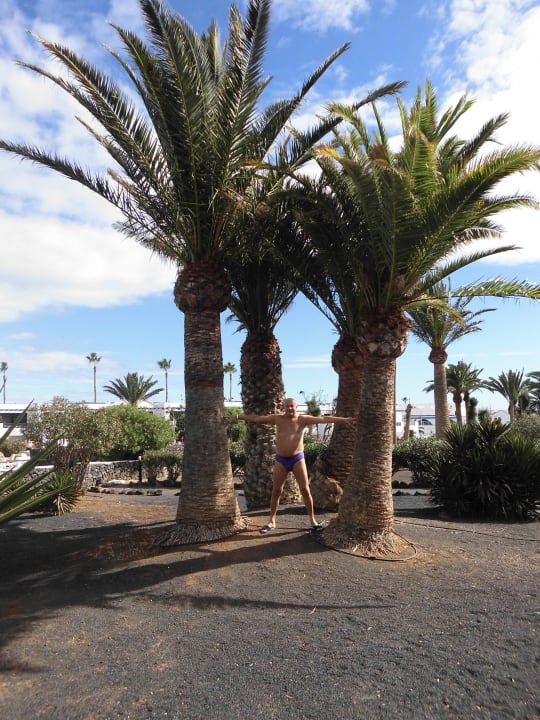 Palmeto Relaxia Olivina