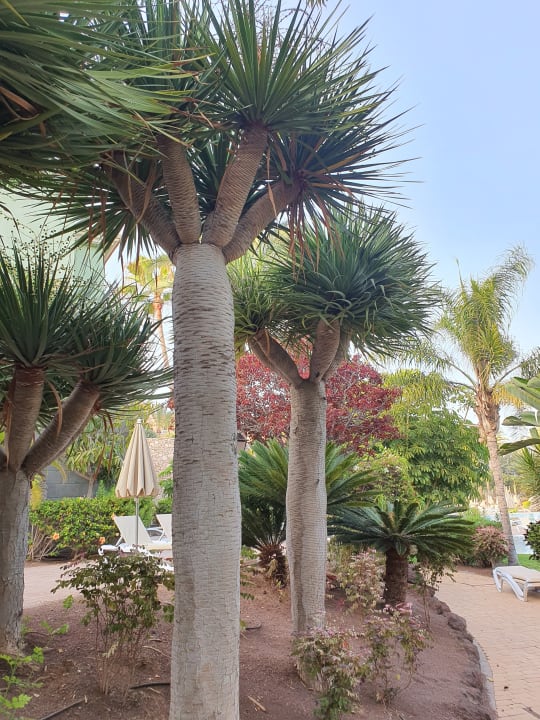 Gartenanlage R2 Rio Calma Hotel & Spa & Conference