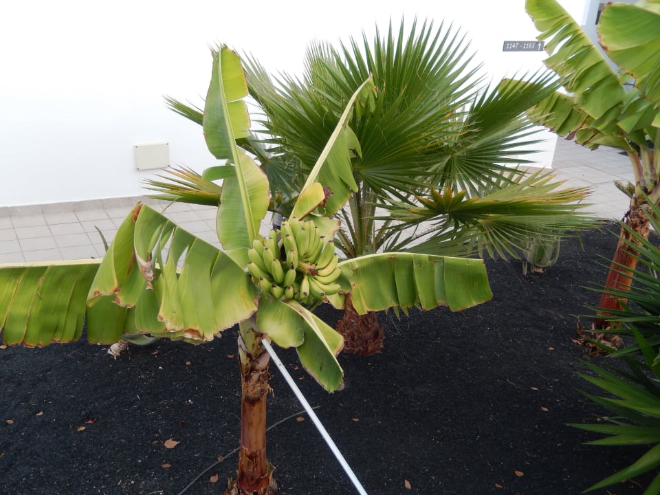 Bananen Hotel Las Costas