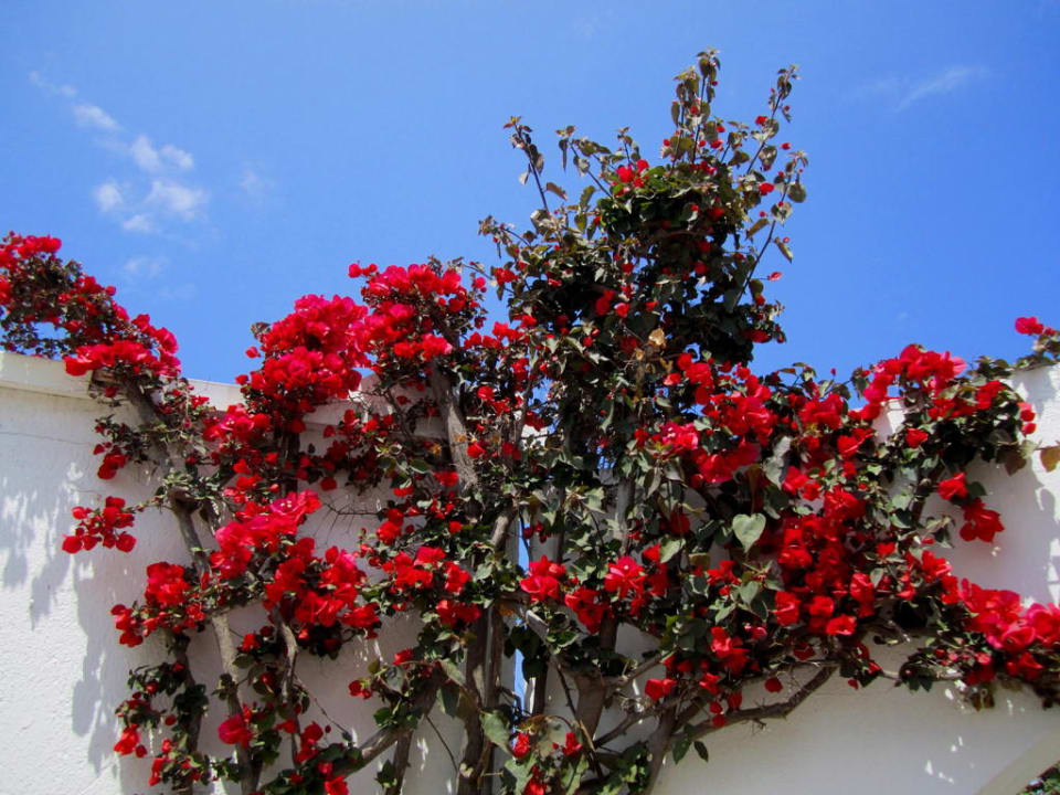 Garten TUI KIDS CLUB Alex Beach