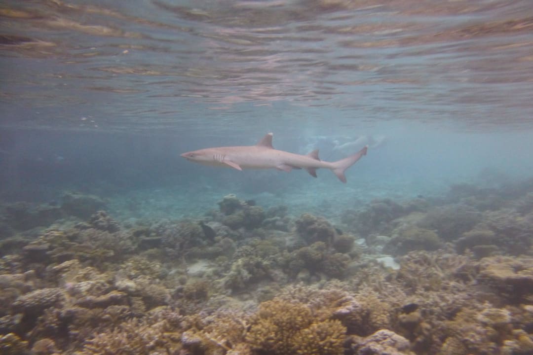 Unterwasserwelt Angaga Island Resort