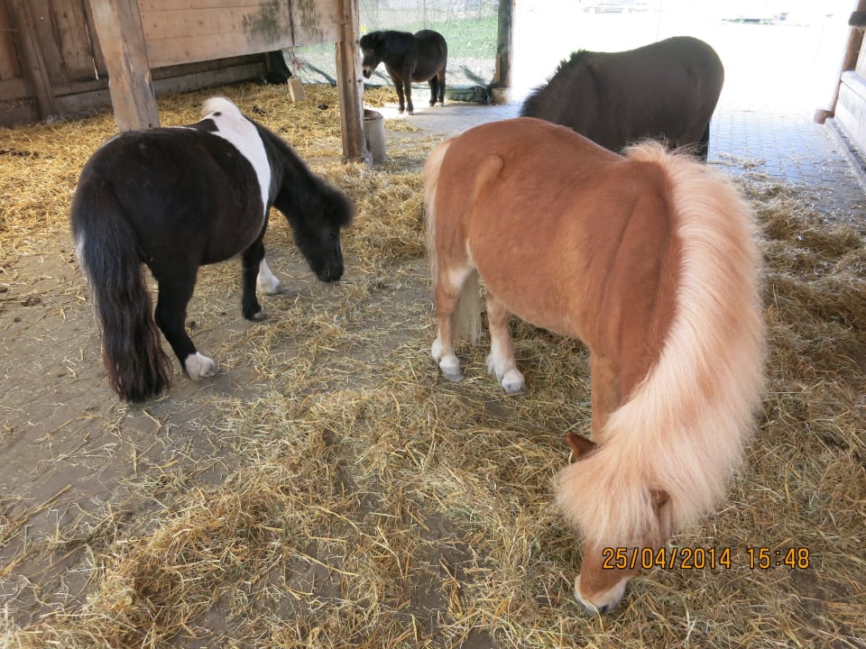 Ponys zum Reiten Schwarzfelder Hof
