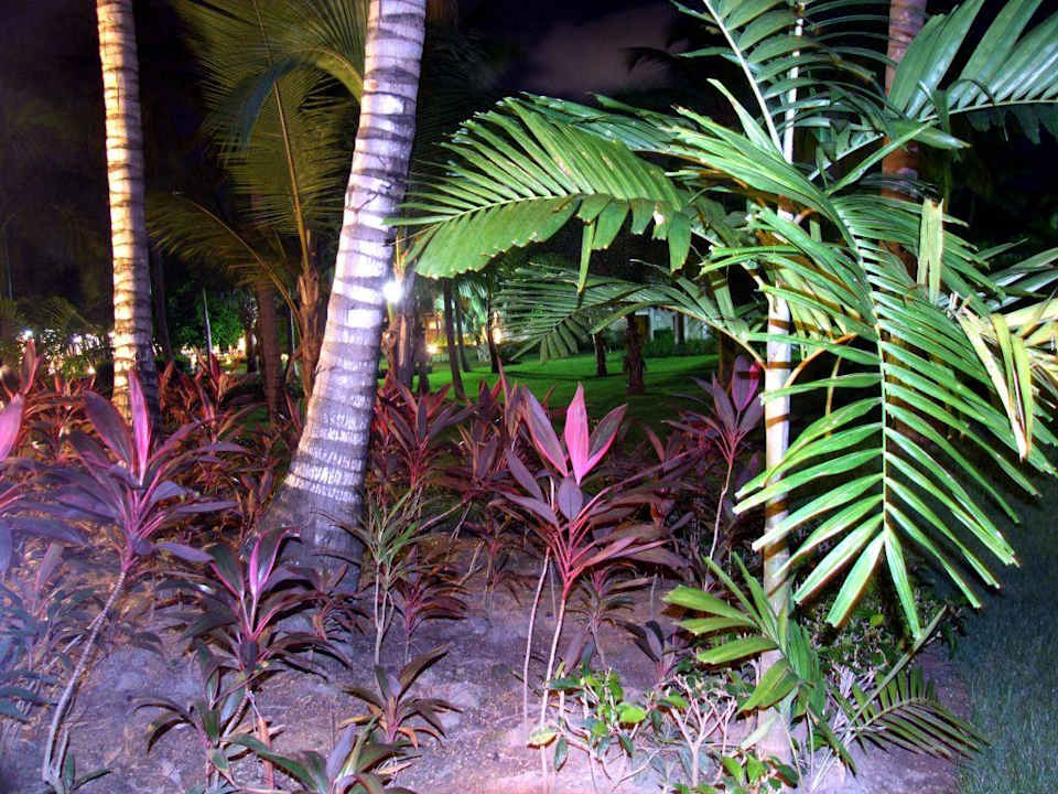 Blick von der Terrasse in den Garten Grand Palladium Select Bávaro Resort & Spa