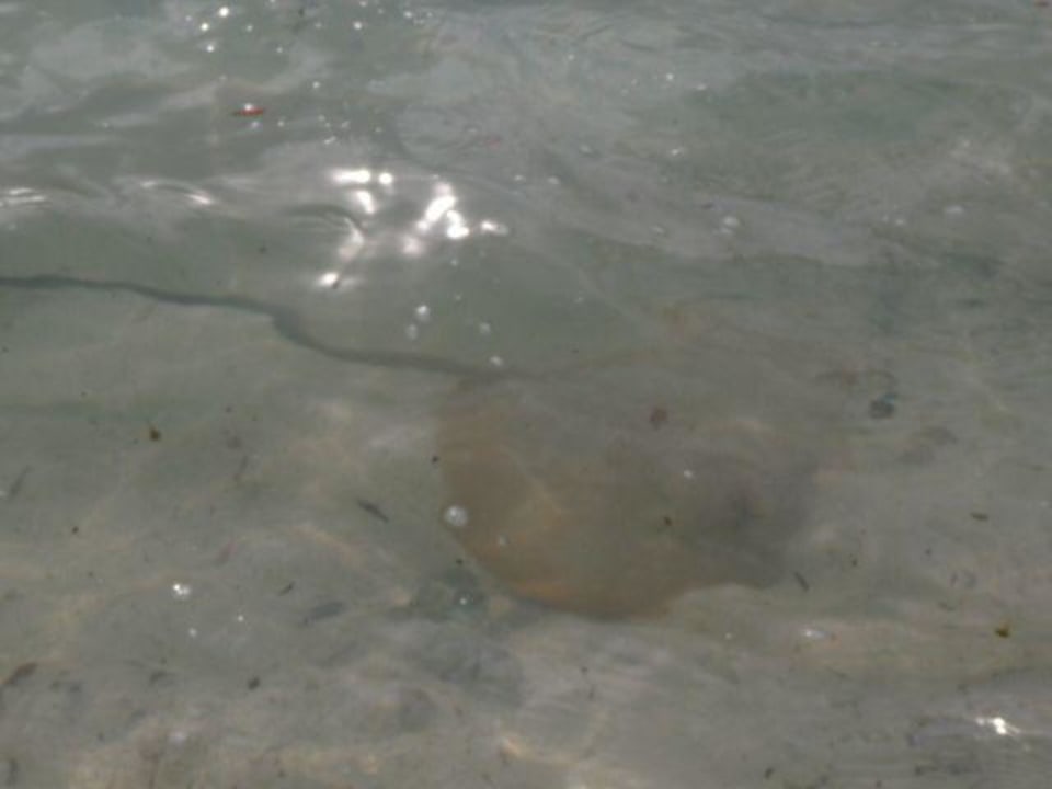 Razza gialla a riva Hotel Asdu