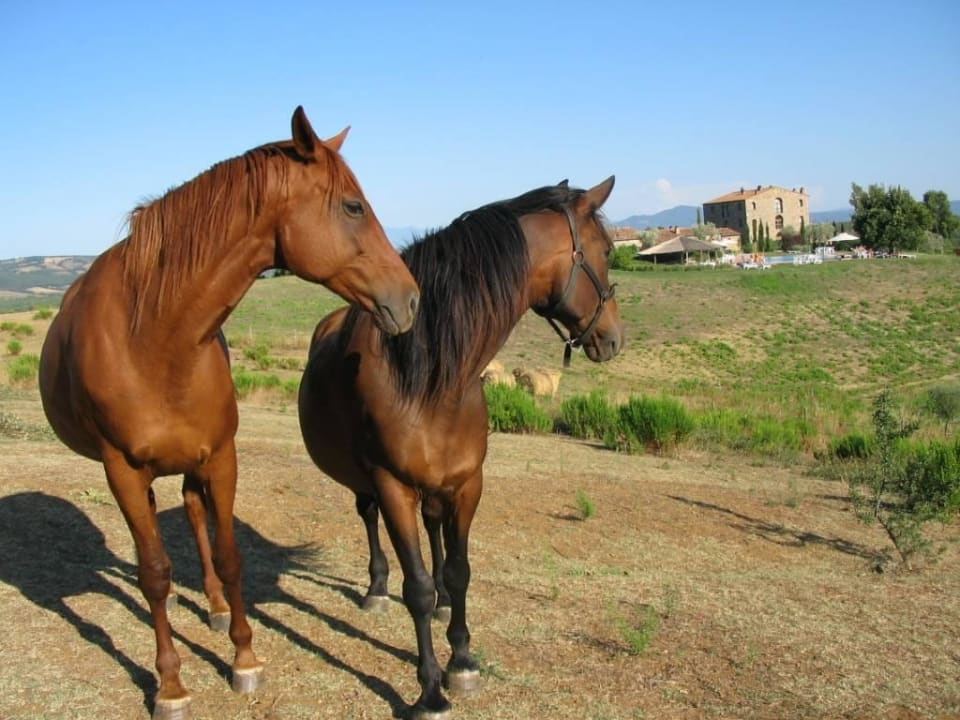 Horses  Il Convento Di Montepozzali