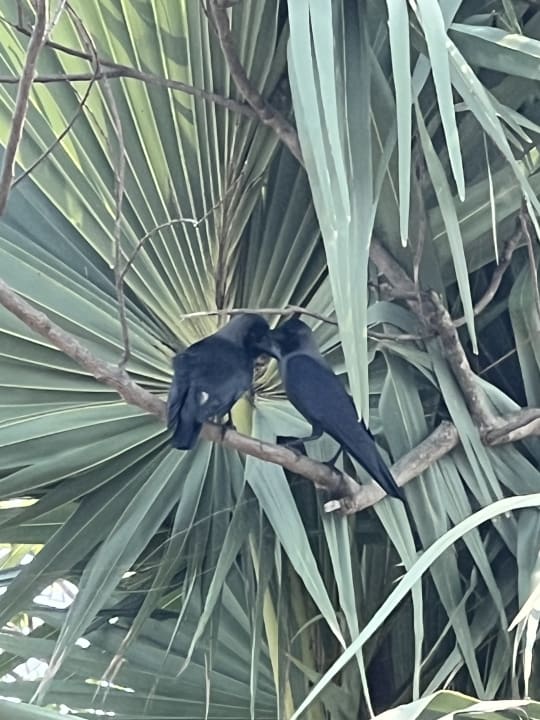 Gartenanlage Karpaha Sands