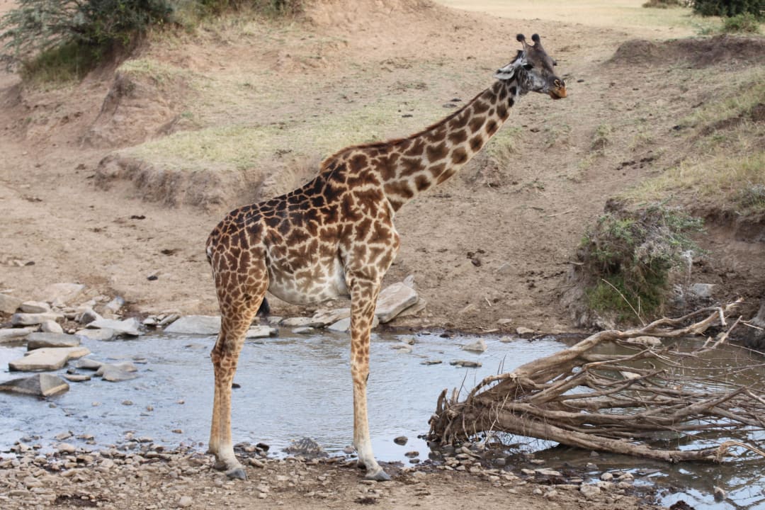 Giraffe Tented Camp Mara - Intrepids