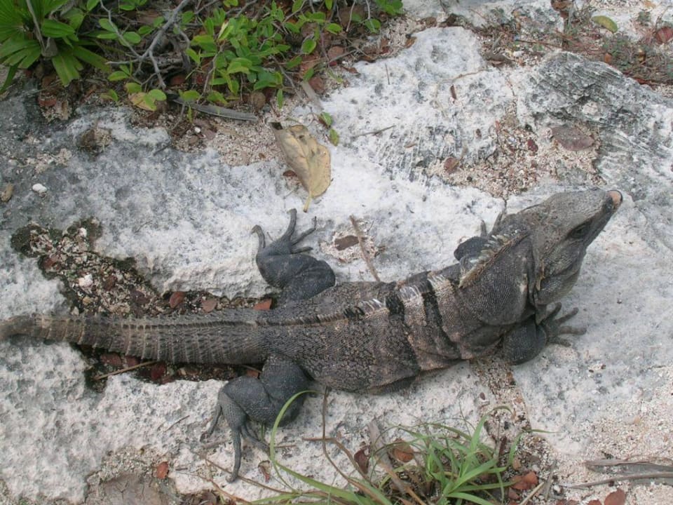 Haustiere der Anlage Catalonia Royal Tulum Beach & Spa Resort - Adults only